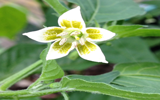 Flowering