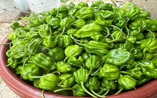 Harvesting